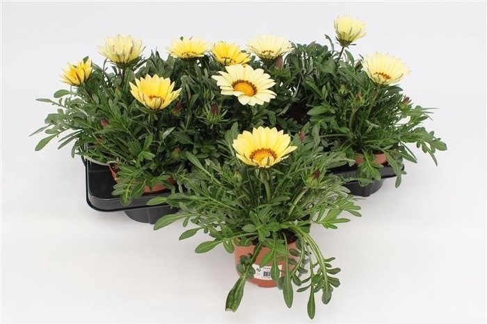 <h4>Gazania Big Kiss White</h4>