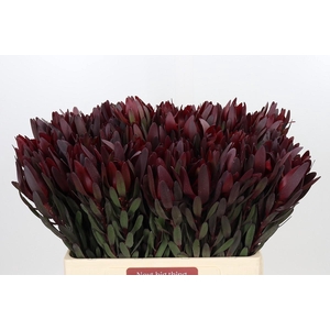 Leucadendron Saf Sunset Dark R.