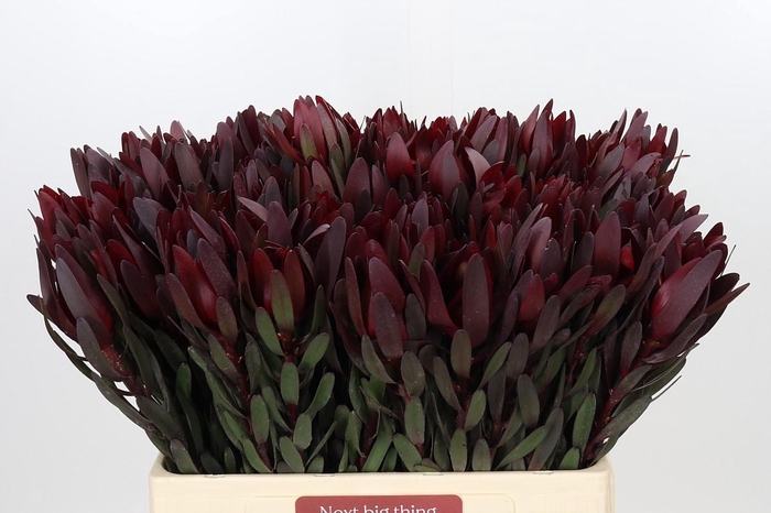 <h4>Leucadendron Saf Sunset Dark R.</h4>