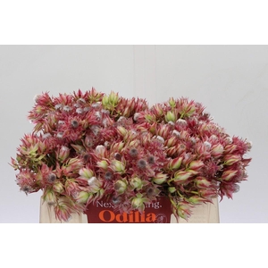 Blushing Bride Pink 6/9 Flowers