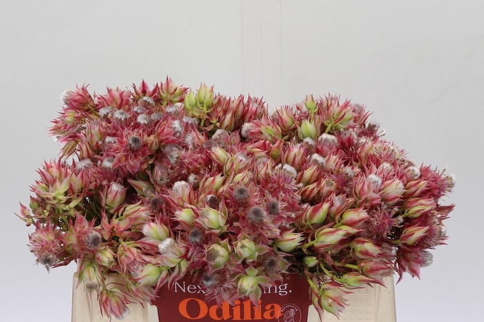 <h4>Blushing Bride Pink 6/9 Flowers</h4>