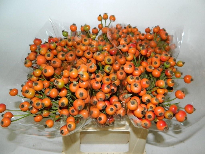 <h4>ROSA ORANGE FRUITILI</h4>