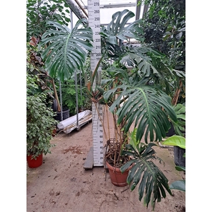 Monstera Deliciosa met vrucht XXL 240