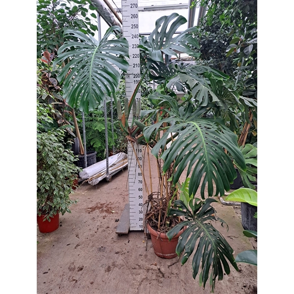 <h4>Monstera Deliciosa met vrucht XXL 240</h4>