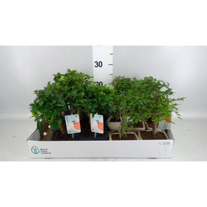 Bonsai ...mix