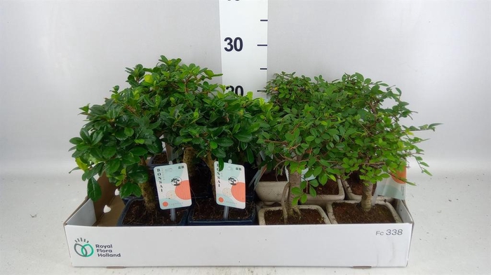 <h4>Bonsai   ...mix</h4>