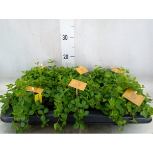 Peperomia rotundifolia