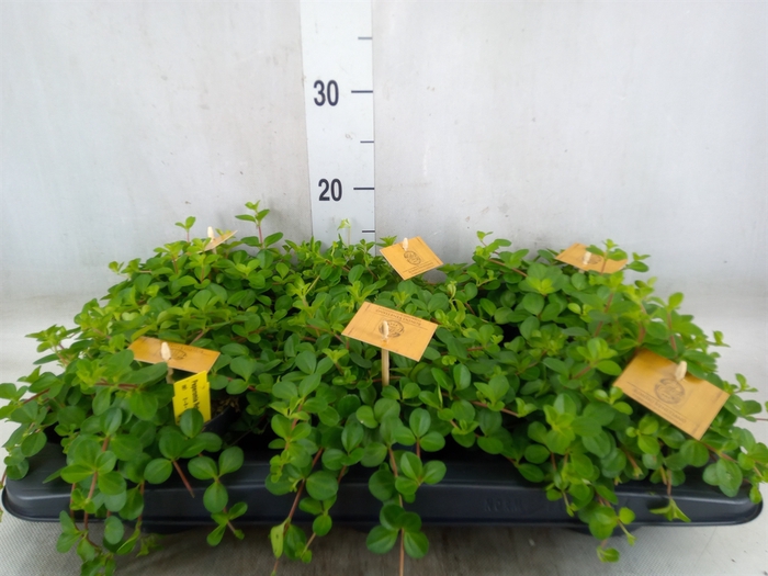 <h4>Peperomia rotundifolia</h4>