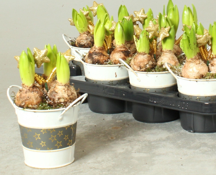 <h4>Arr Hyacinth</h4>