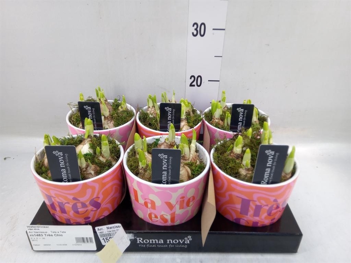 <h4>Arr. Narcissus</h4>