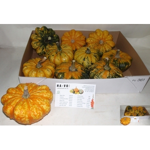Cucurbita Pumpkin Stripe
