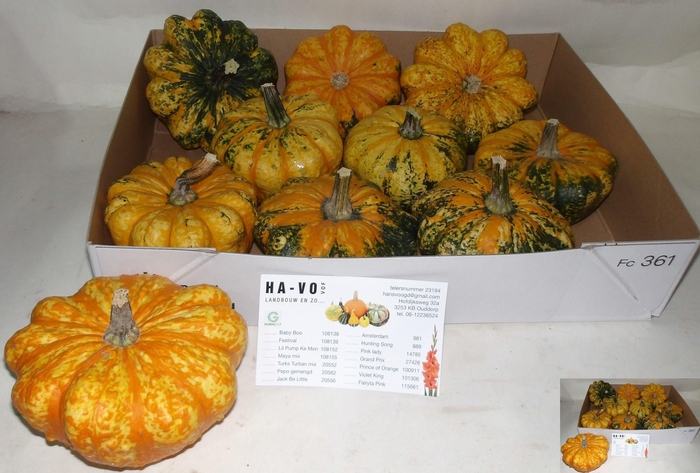 <h4>Cucurbita Pumpkin Stripe</h4>