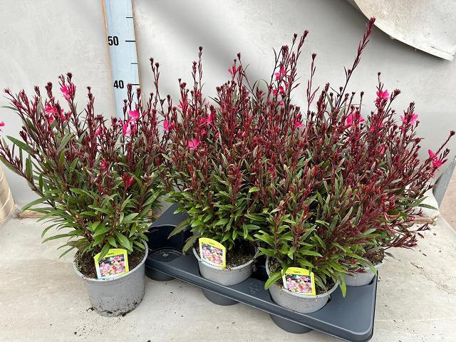 <h4>GAUR LI BE DARK PINK</h4>