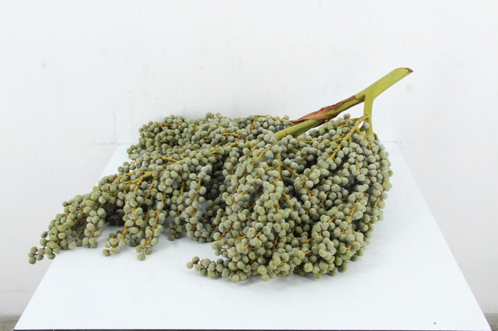 <h4>DADEL 2 KILO X1</h4>
