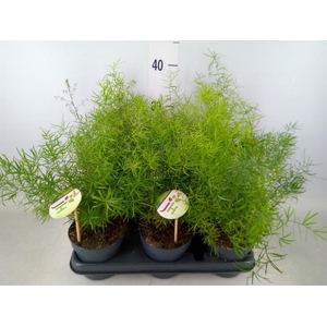 Asparagus dens. 'Sprengeri'