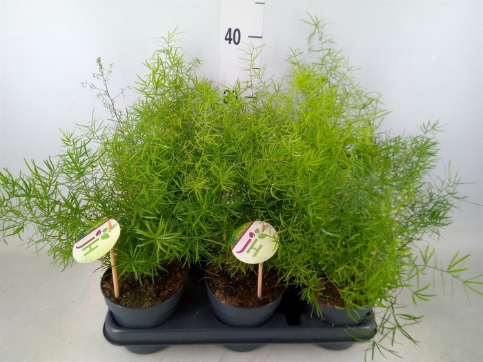 <h4>Asparagus dens. 'Sprengeri'</h4>