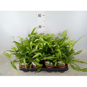 Pteris cretica 'Albolineata'