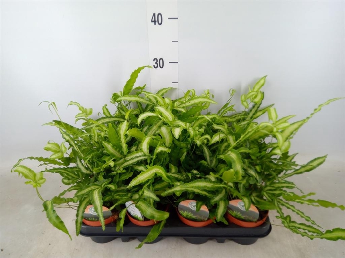 <h4>Pteris cretica 'Albolineata'</h4>