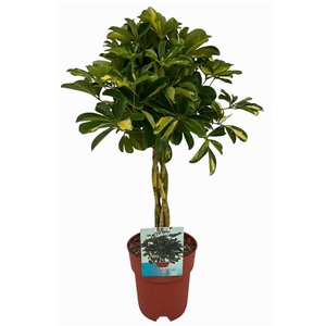 Schefflera Gold Capella gevlochten stam ( Peat Free / Veenvrij)