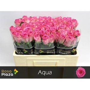 Rosa large aqua!