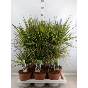 Dracaena marg. 'Sunray'