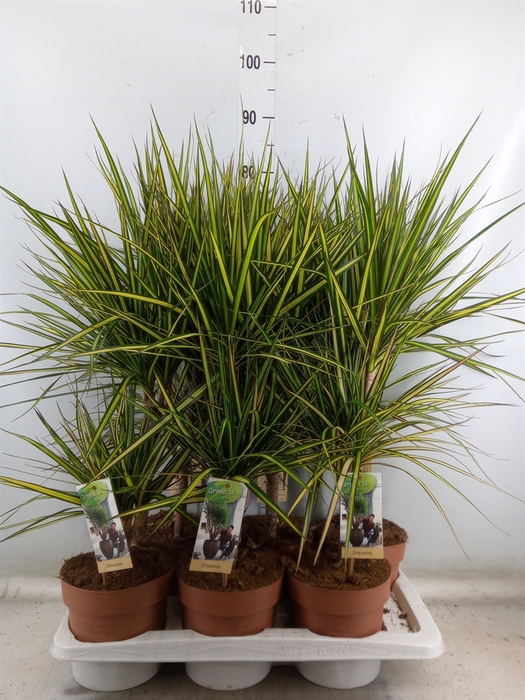 <h4>Dracaena marg. 'Sunray'</h4>