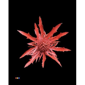 Eryngium Metallic Red