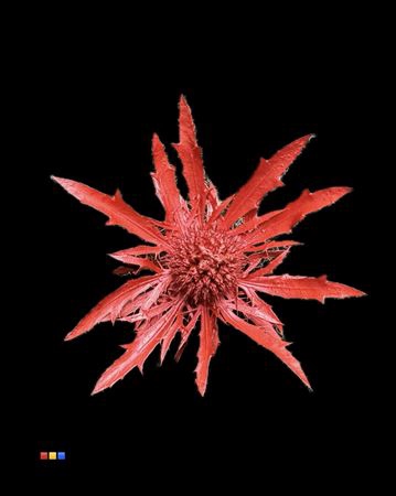 <h4>Eryngium Metallic Red</h4>