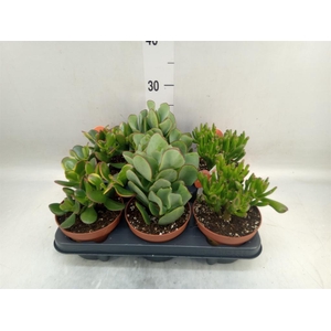 Crassula   ...mix