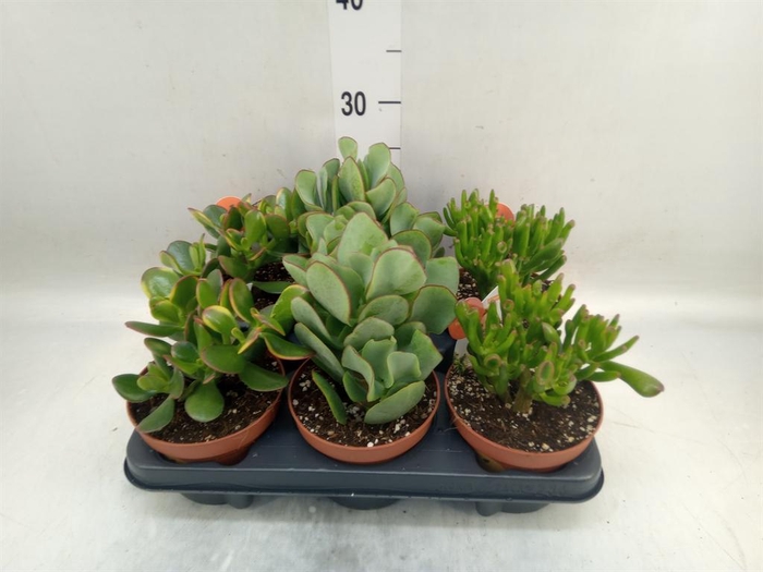 <h4>Crassula   ...mix</h4>