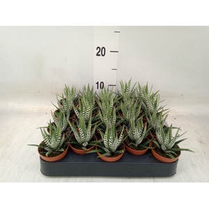 Haworthia fasciata 'Big Band'