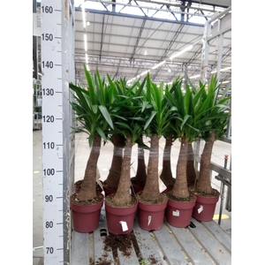 Yucca elephantipes   ...