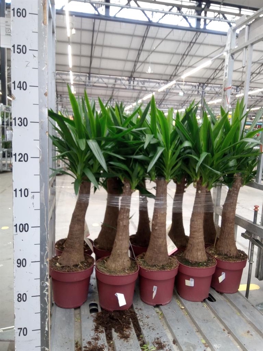 <h4>Yucca elephantipes   ...</h4>