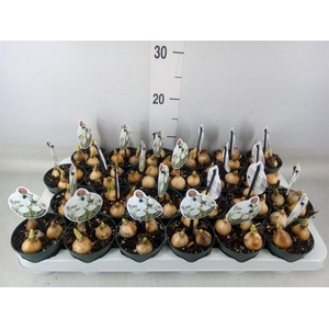 Galanthus nivalis   ...in pot