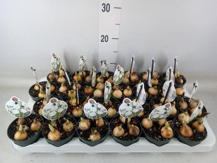 <h4>Galanthus nivalis   ...in pot</h4>