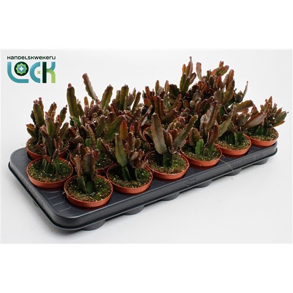 <h4>Rhipsalis Agudoensis</h4>