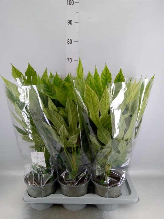 <h4>Fatsia japonica 'Variegata'</h4>