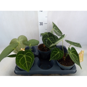 Anthurium clarinervium