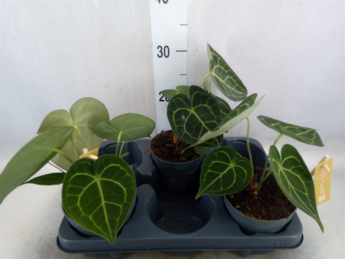 <h4>Anthurium clarinervium</h4>