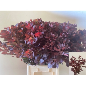 COTI C ROYAL PURPLE