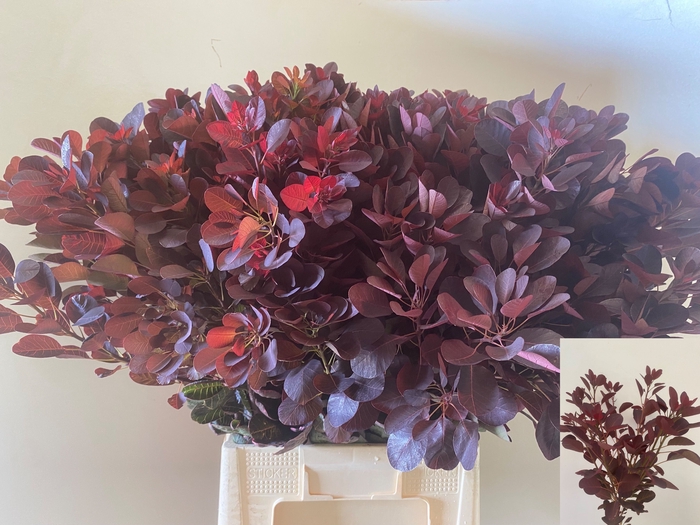 <h4>COTI C ROYAL PURPLE</h4>