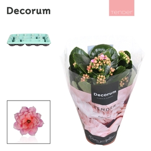 Kalanchoe Decorum TENDER- Serenity Rosa