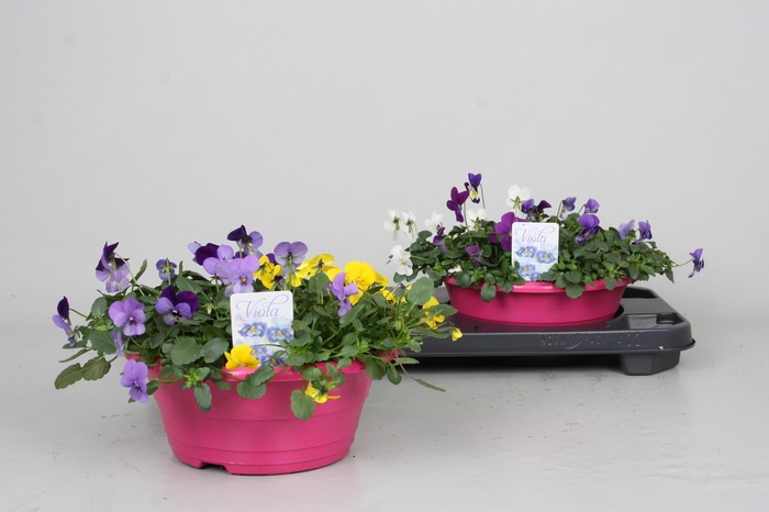 <h4>VIO CO P P GEMENGD</h4>