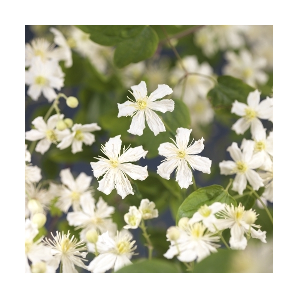 <h4>Clematis 'Paul Farges' +Long & strong label</h4>