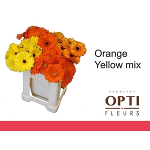 Gerbera Mix Orange - Yellow
