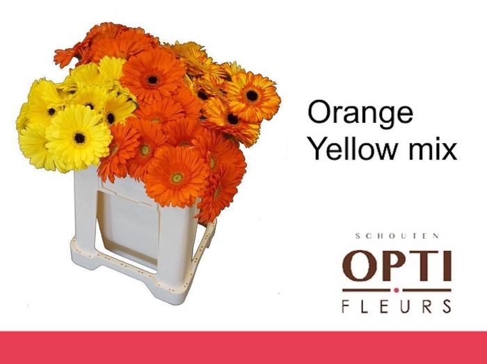 <h4>Gerbera Mix Orange - Yellow</h4>