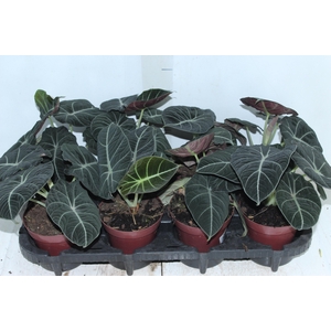 ALOCASIA BLACK P12