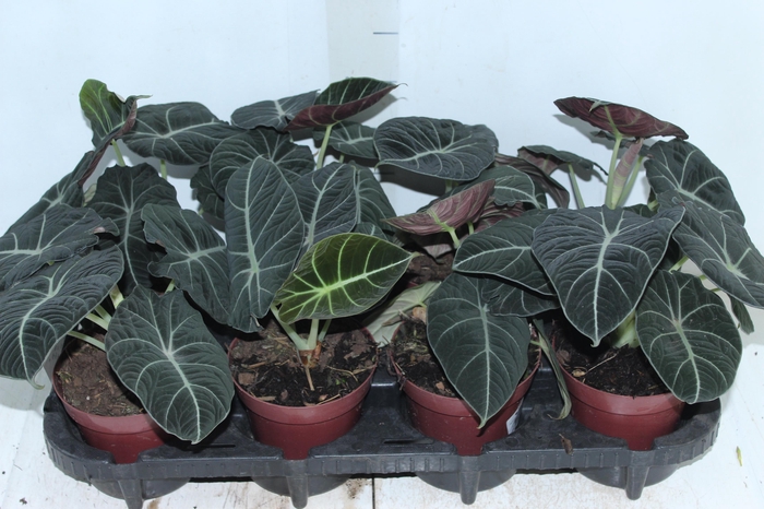 <h4>ALOCASIA BLACK P12</h4>