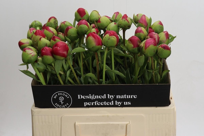 Paeonia Command Performance