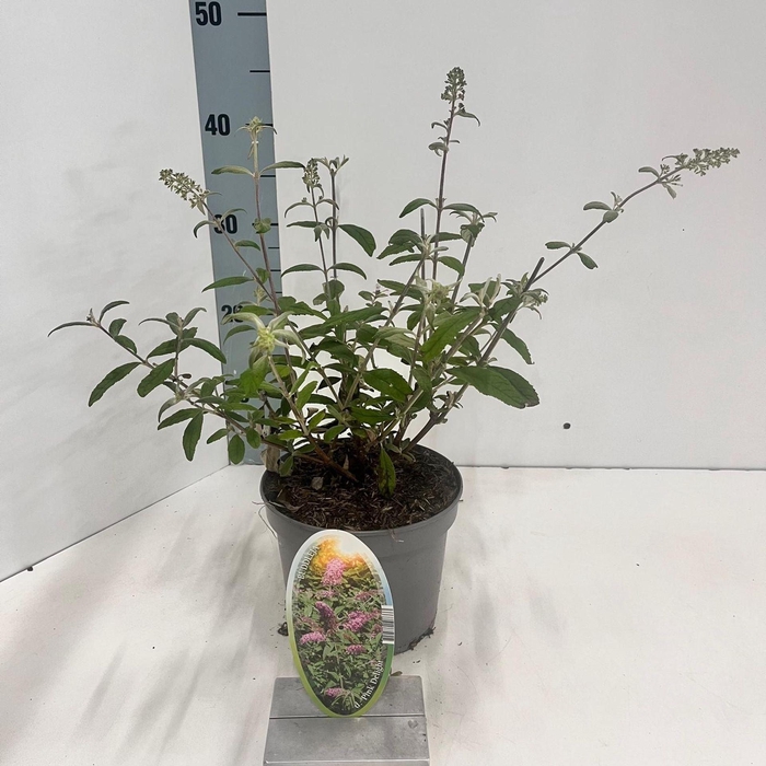 Buddleja Pink Delight